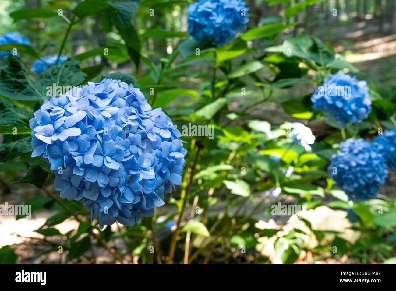 Ortensie blu al Yellow River Wildlife Sanctuary a Lilburn, Georgia, appena a est di Atlanta. (USA) Foto Stock