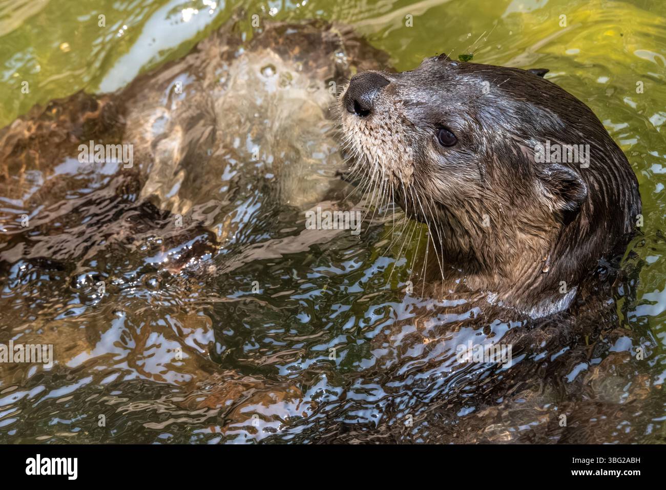 Lontra di fiume nordamericana (Lontra canadensis) al Yellow River Wildlife Sanctuary di Lilburn, Georgia, appena ad est di Atlanta. (USA) Foto Stock