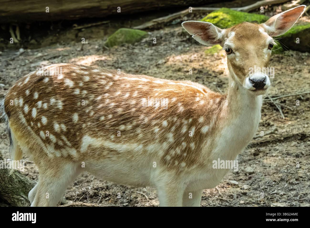 Daino (dama dama) al Yellow River Wildlife Sanctuary di Lilburn, Georgia, appena a est di Atlanta. (USA) Foto Stock