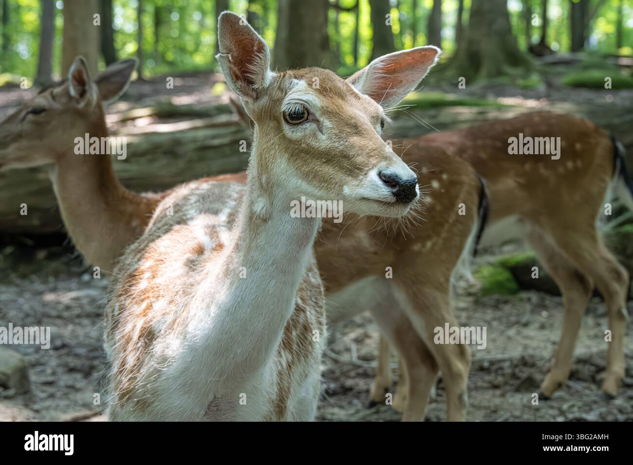 Daino (dama dama) al Yellow River Wildlife Sanctuary di Lilburn, Georgia, appena a est di Atlanta. (USA) Foto Stock