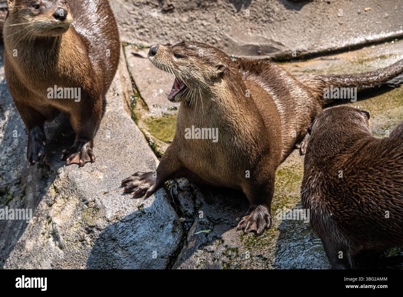 Lontra di fiume nordamericana (Lontra canadensis) al Yellow River Wildlife Sanctuary di Lilburn, Georgia, appena ad est di Atlanta. (USA) Foto Stock