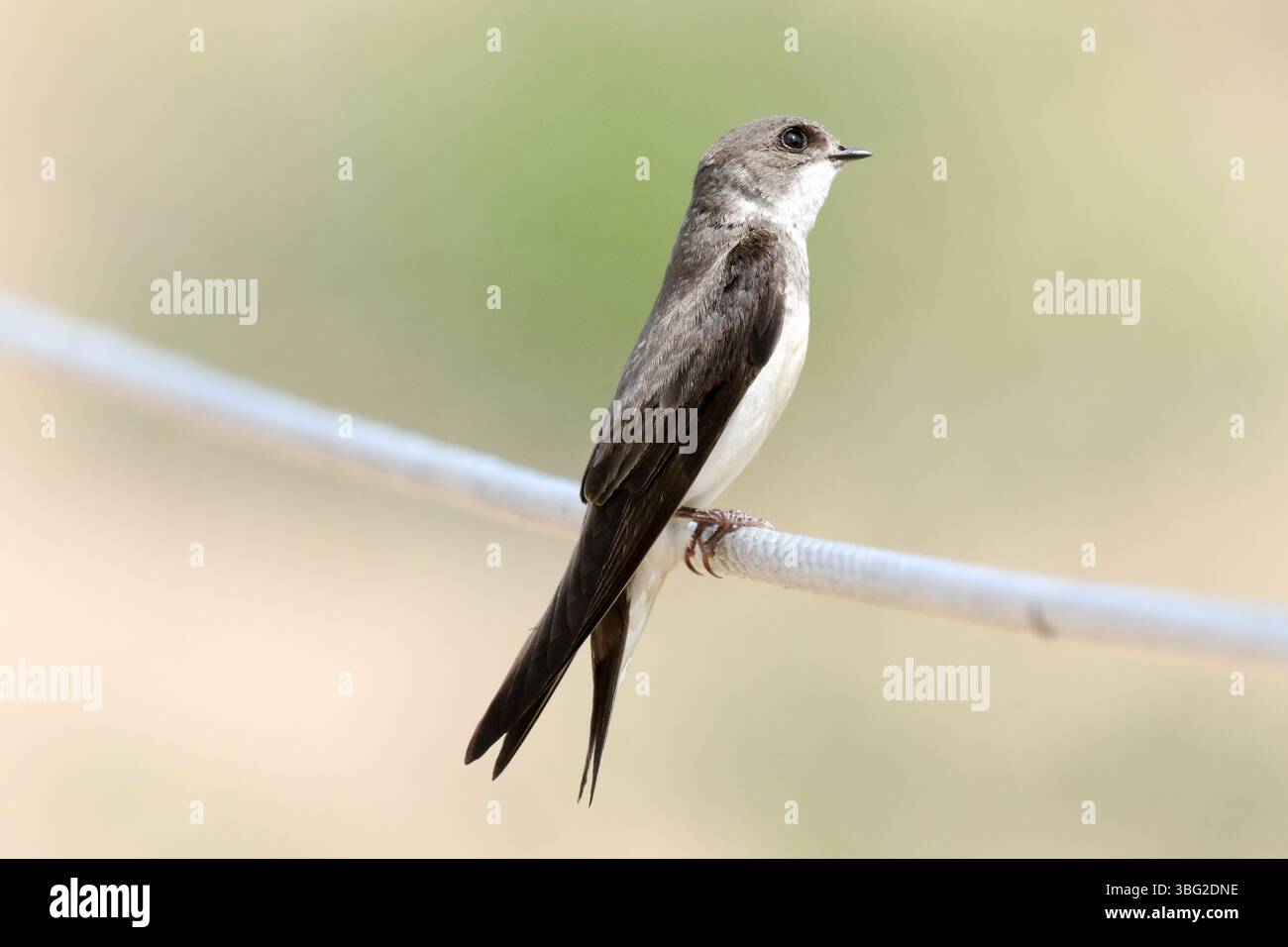 Eastern Kingbird presso Montrose Beach Dunes Natural area, Chicago Foto Stock