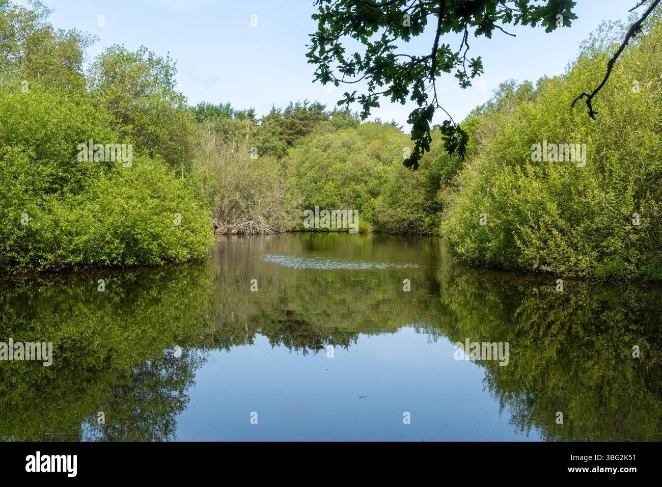 Whitmoor Common, vista del grande stagno sul comune durante giugno, Surrey, Inghilterra, Regno Unito Foto Stock