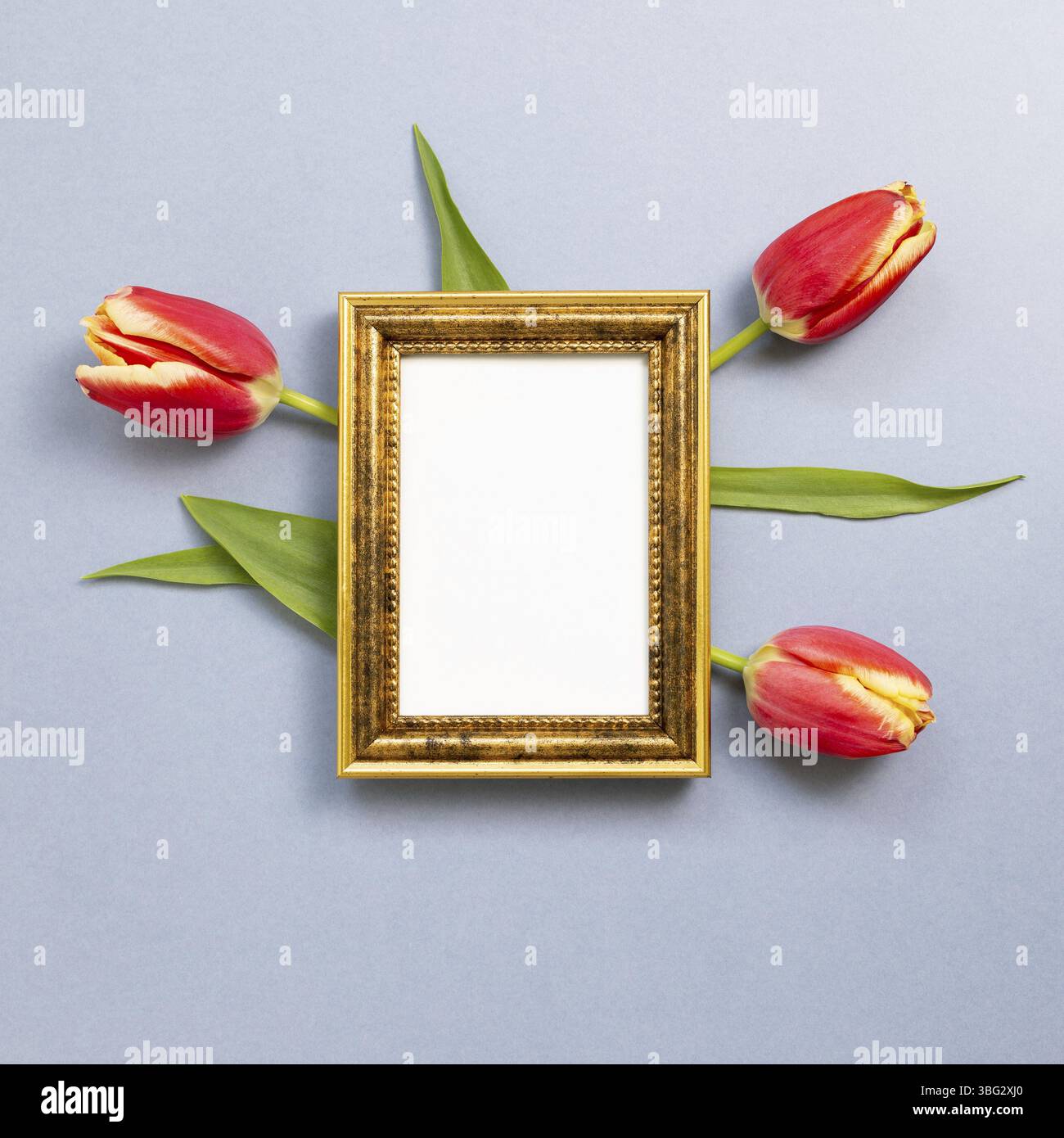 Cornice fotografica vuota con fiori tulipano rossi su sfondo grigio blu. Composizione floreale, piatto, vista dall'alto, spazio per copie Foto Stock