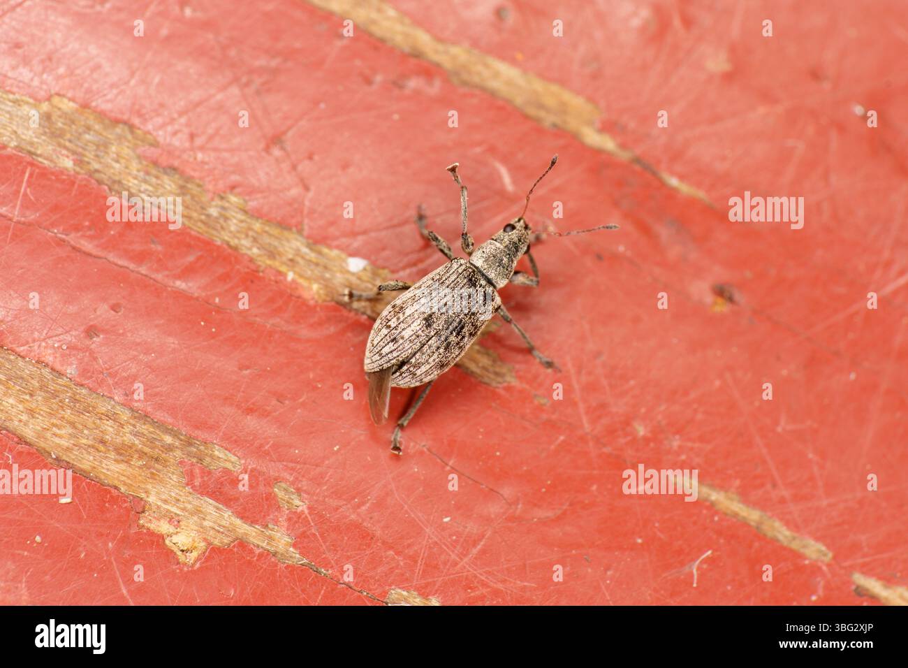 Lapinukas Polydrusus cervinus famiglia Curculionidae genere Polydrusus Weevil dal naso largo natura insetti fotografia, foto, sfondo Foto Stock
