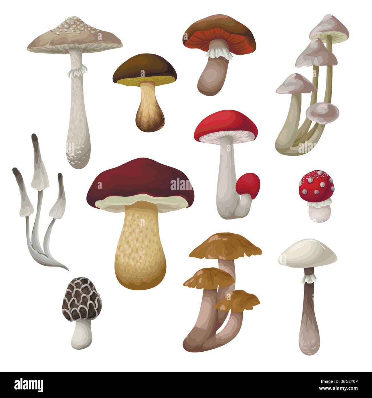 Diversi funghi isolati. Vettore. Illustrazione Vettoriale