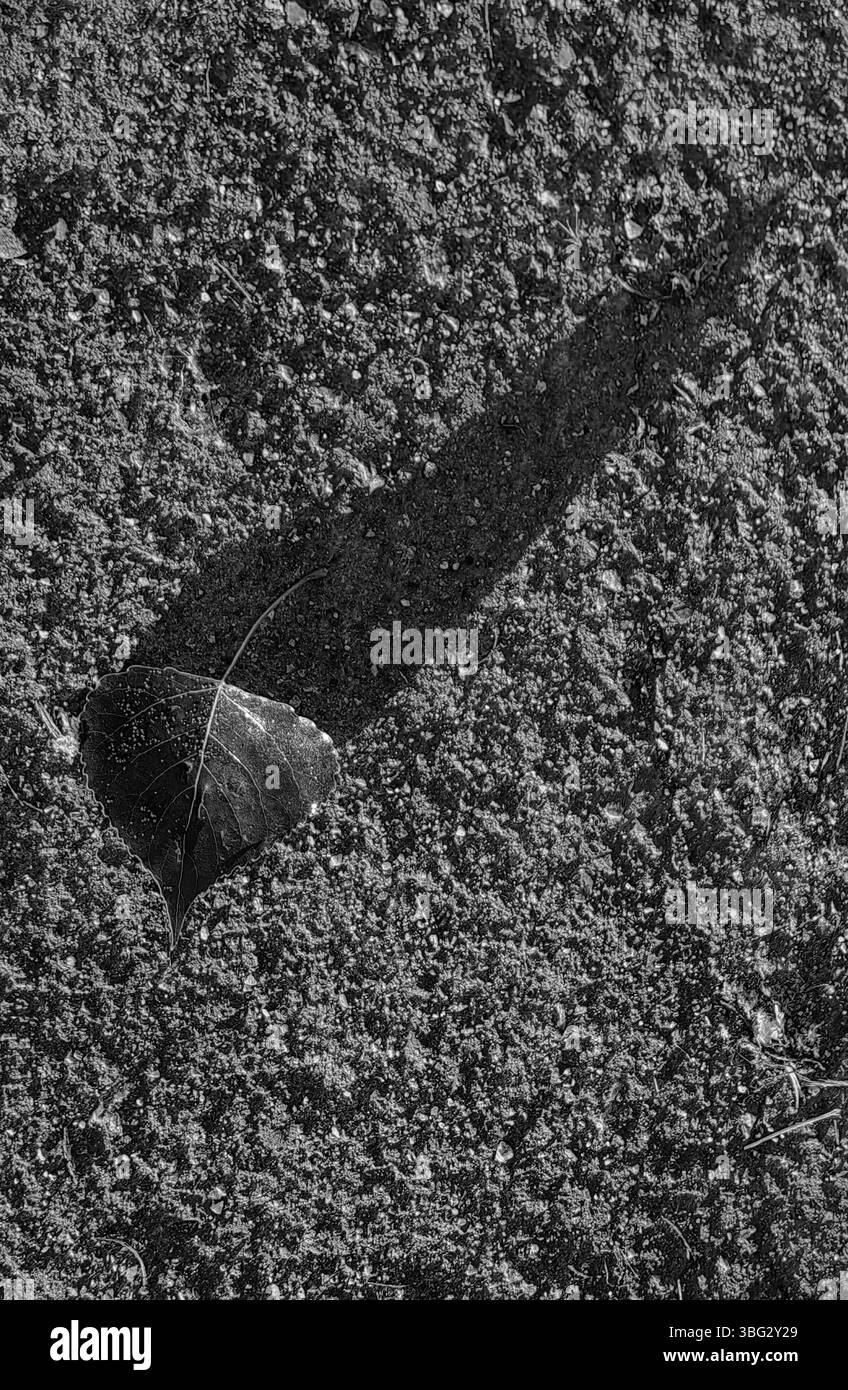 Fading Light: Fallen Leaf and Shadow. Tonalità monocromatiche. Foto Stock