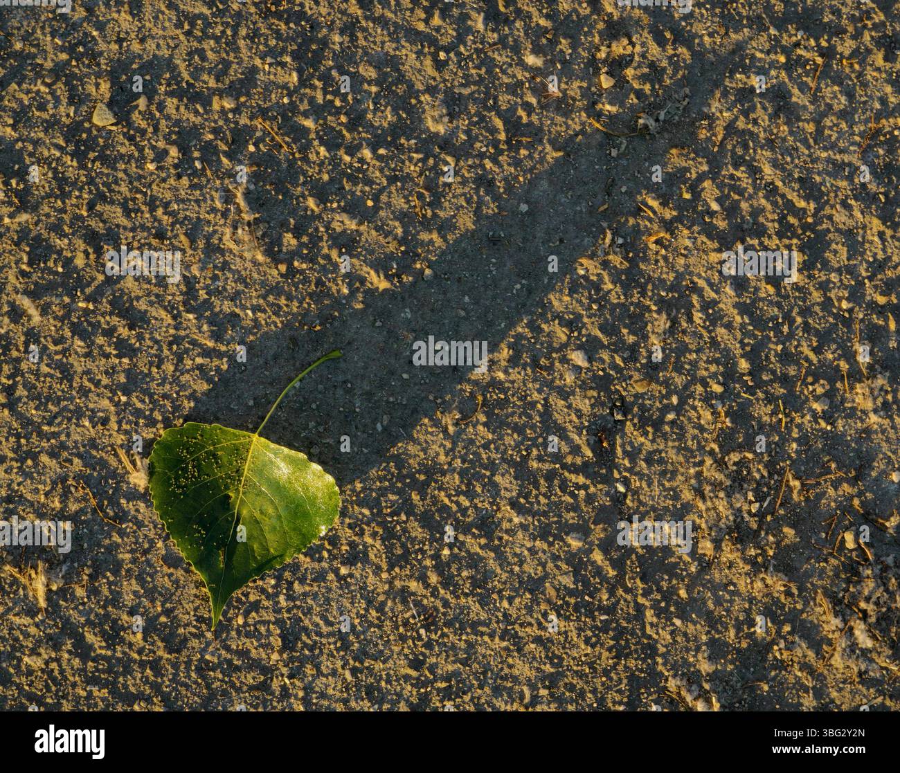Fading Light: Fallen Green Leaf and Shadow Foto Stock
