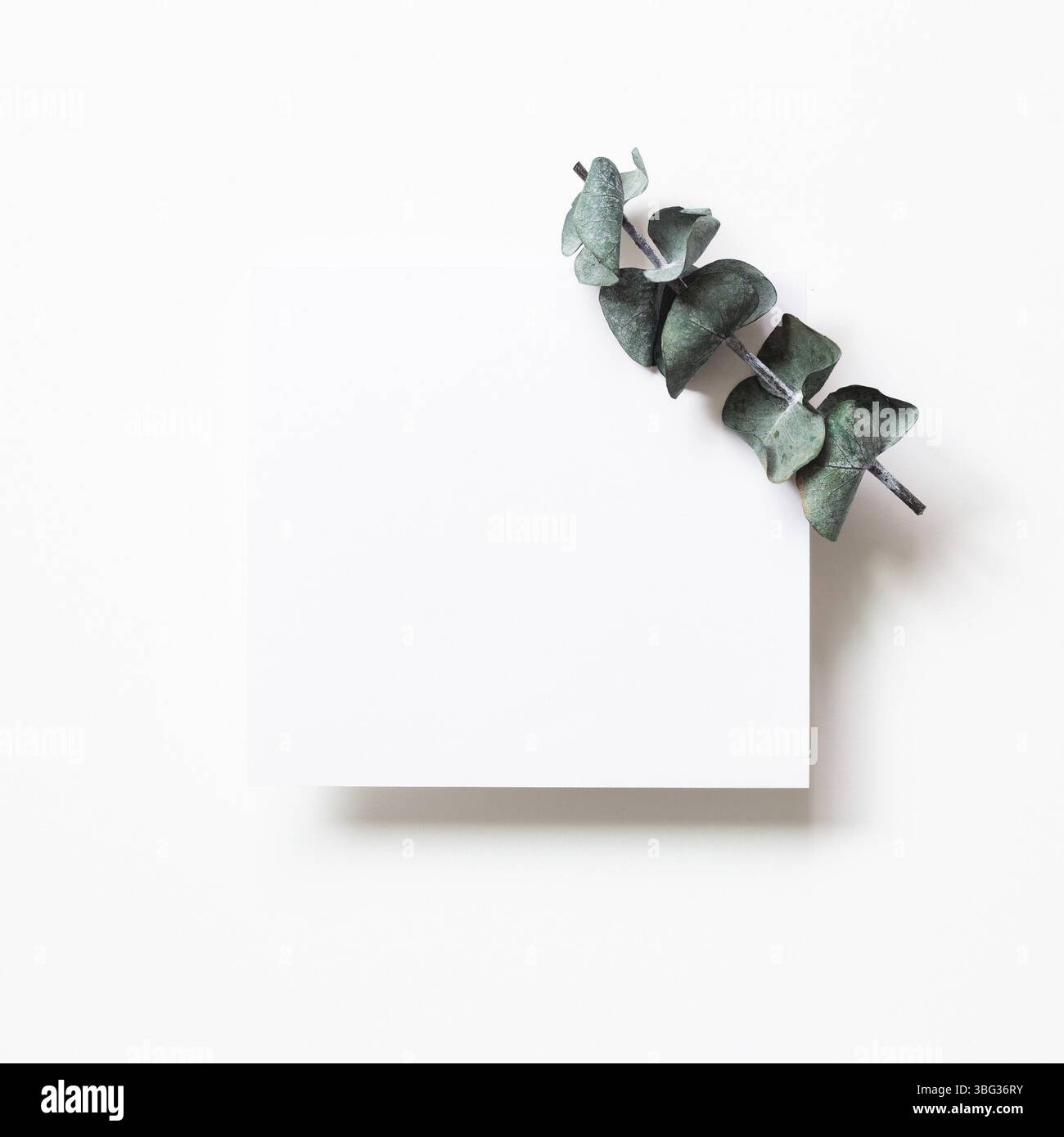 Carta da cartolina bianca con foglia di eucalipto su sfondo bianco. Vista dall'alto, spazio di copia Foto Stock