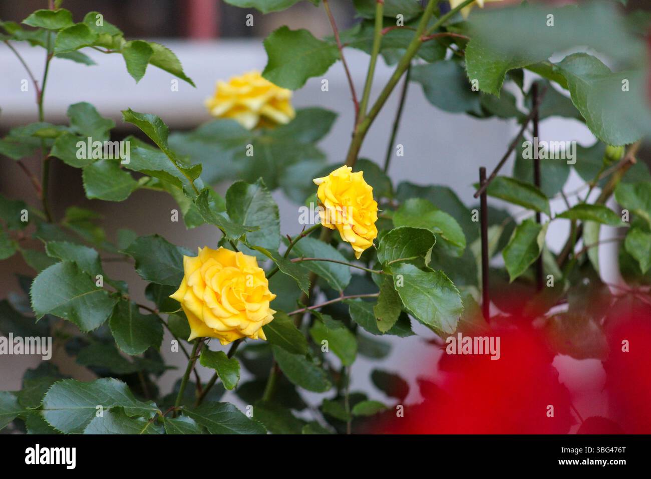Due rose gialle a fuoco deciso, completamente fiorite tra fitti cespugli di rose in un giardino. Un simbolo di gioia e freschezza nella natura. Foto Stock