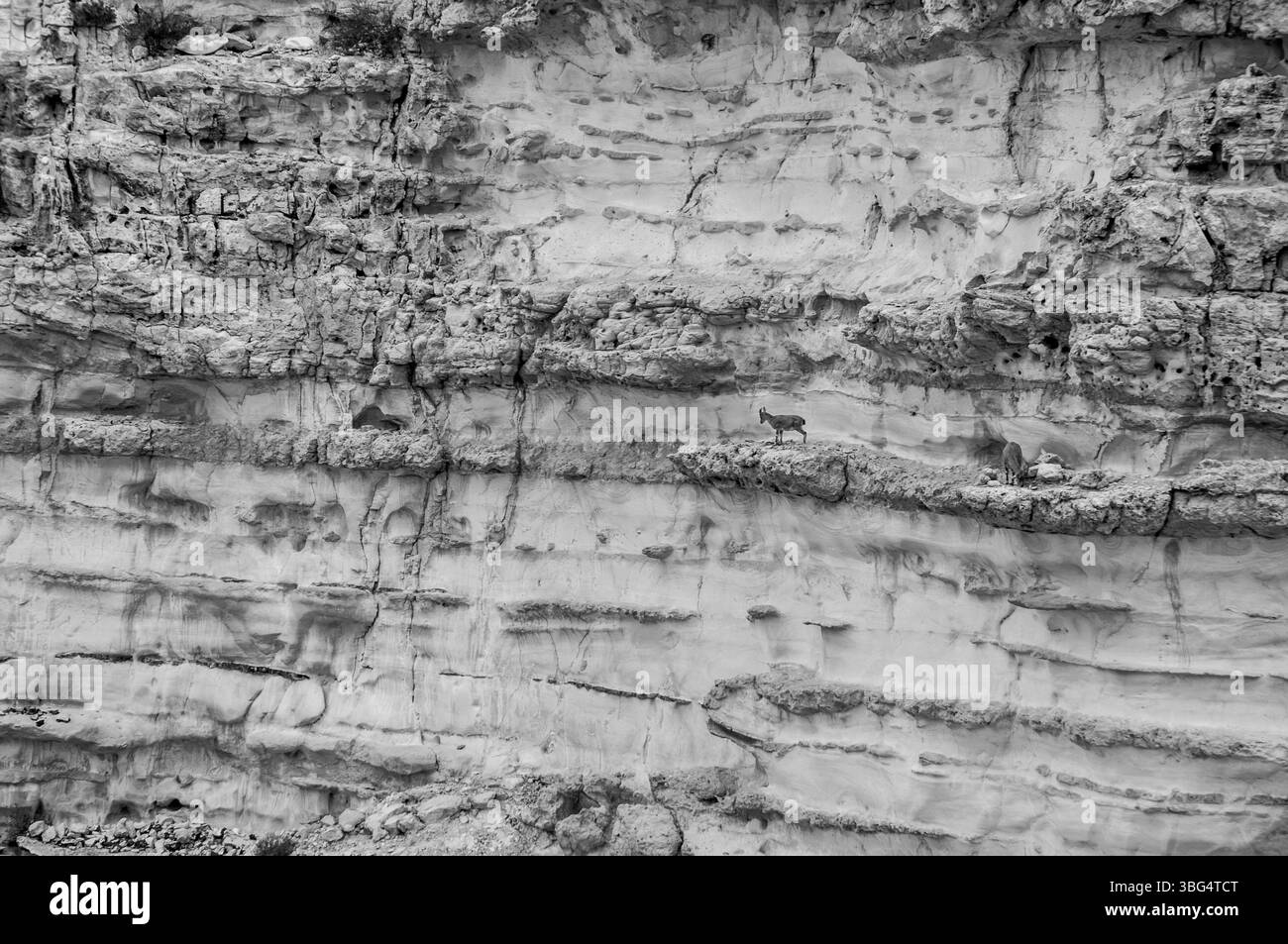 Un muro di roccia con un piccolo animale sopra. L'animale è un gatto. Il muro è in pietra e ha una consistenza ruvida Foto Stock