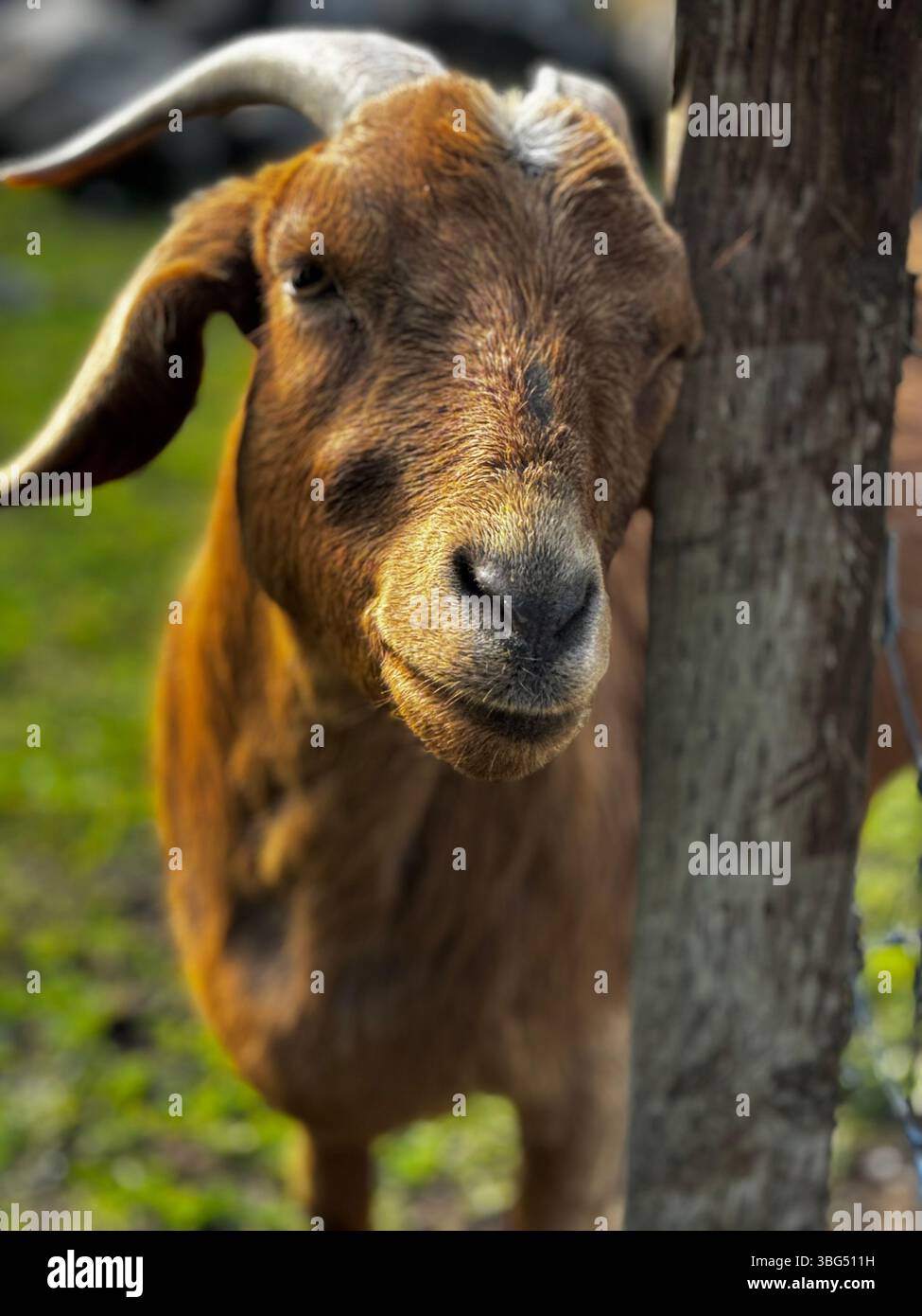 Primo piano di una capra in una fattoria rurale, con gli occhi espressivi e la pelliccia testurizzata. - Immagine stock catturata con smartphone