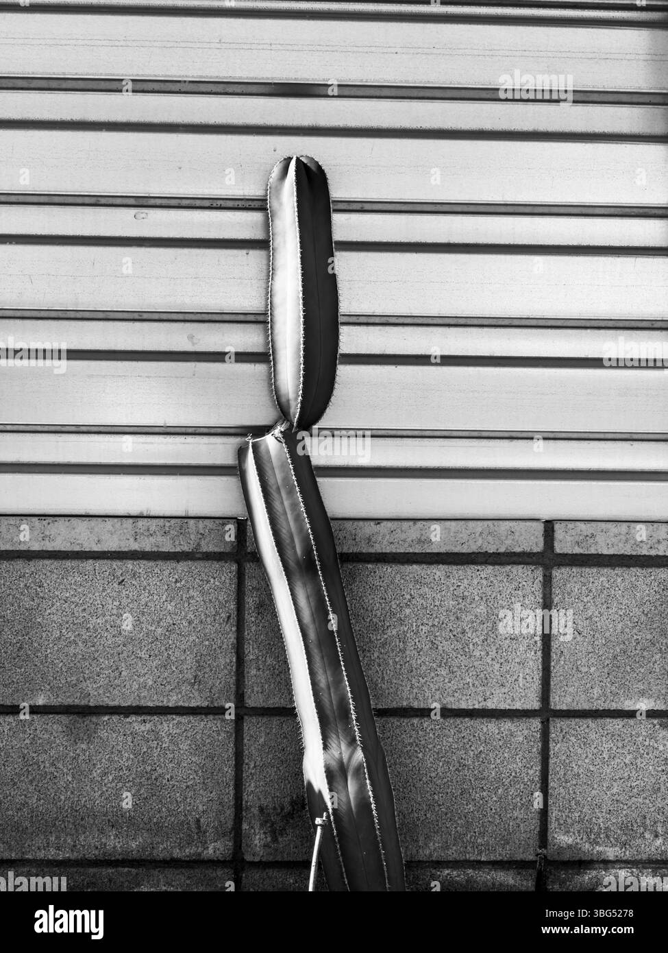 cactus testurizzato davanti alla parete testurizzata - Immagine stock catturata con smartphone