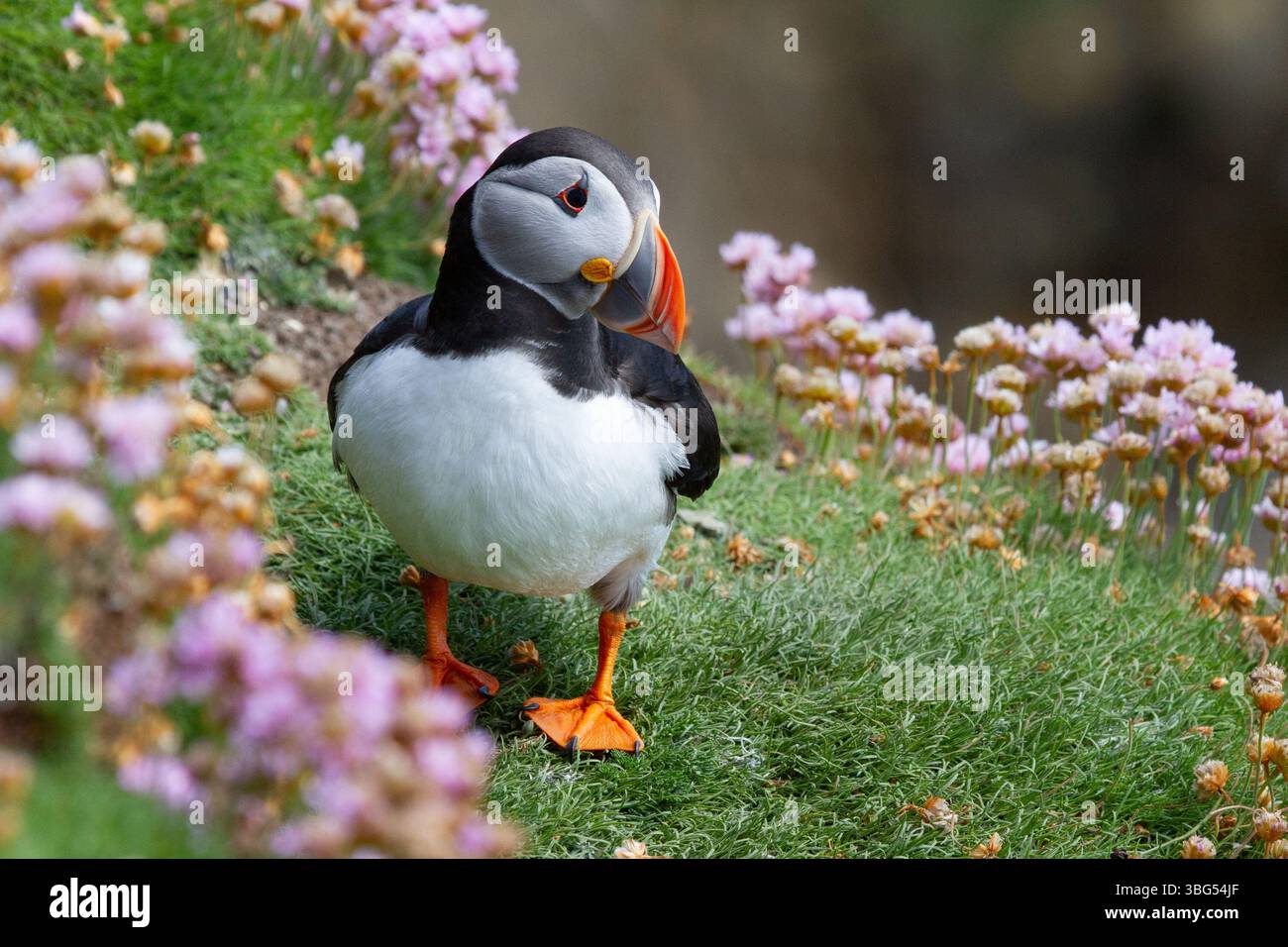 Pulcinella di mare Foto Stock