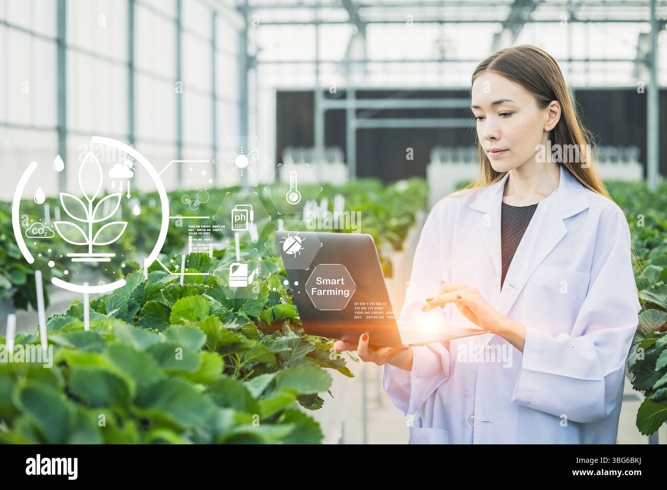 Science female che utilizza laptop in farm Overlay Smart Farming Modern Technology software System Concept, Intelligent Farm Research Tracking Plant gro Foto Stock