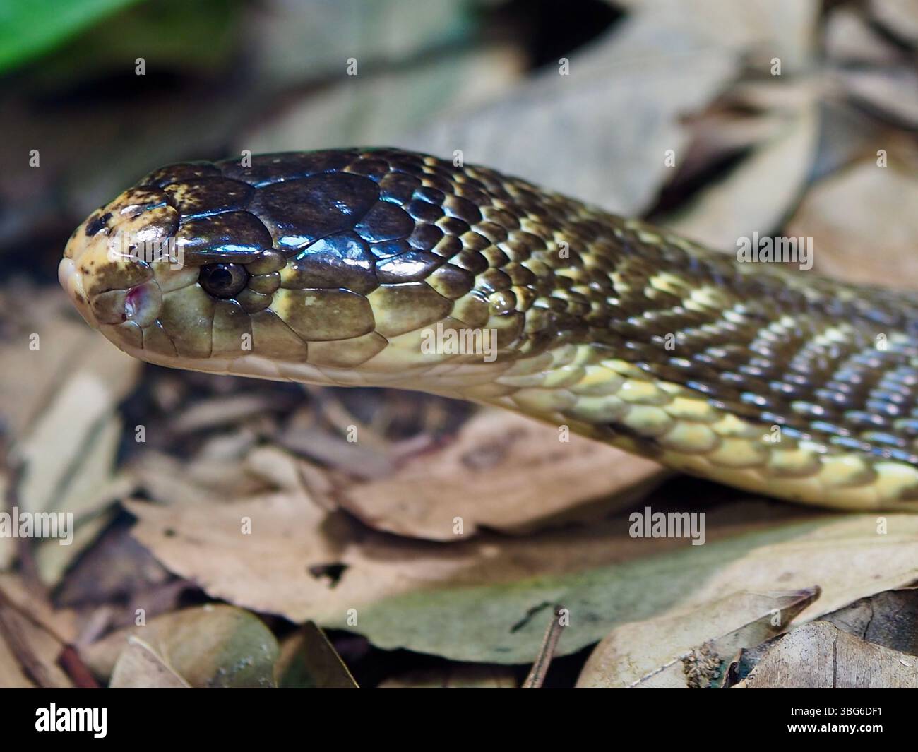 Un ritratto ravvicinato di una spettacolare affascinante Cobra Monocled in una bellezza naturale. Foto Stock