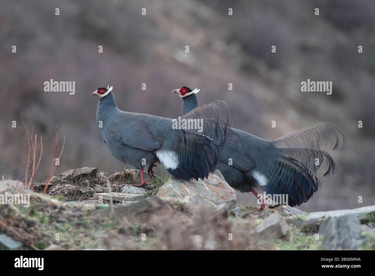 Fagiano dalle orecchie blu (Crossoptilon auritum), due uccelli adulti vicino a Ruoergai, Sichuan occidentale, Cina Foto Stock