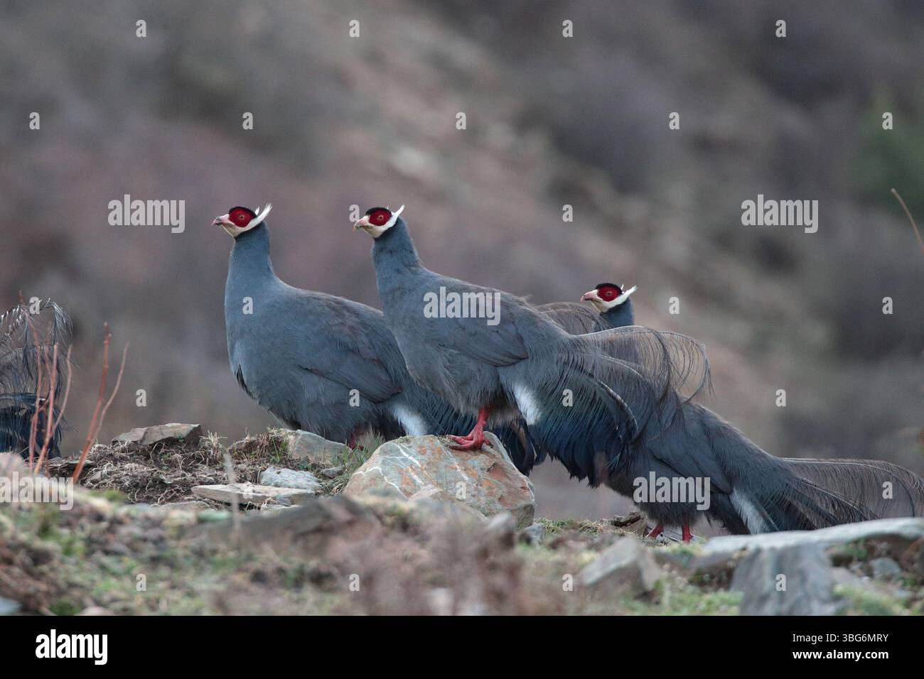 Fagiano dalle orecchie blu (Crossoptilon auritum), tre uccelli, vicino a Ruoergai, Sichuan occidentale, Cina Foto Stock