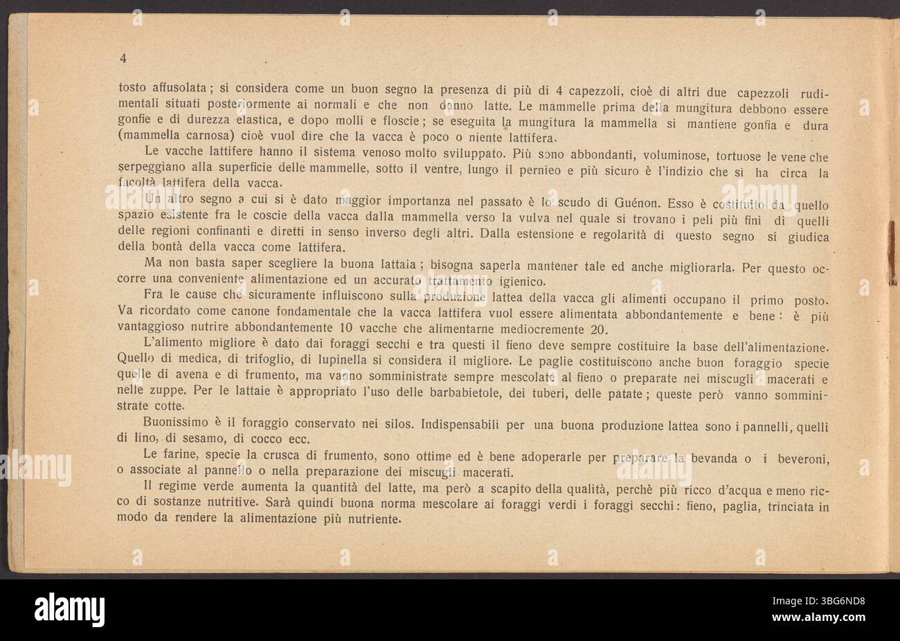 Questa pagina di "la Vacca" mostra l'anatomia di una mucca da latte, con un'enfasi sul sistema vascolare, i muscoli e lo scheletro, presentata attraverso un'illustrazione dettagliata con alette. Foto Stock
