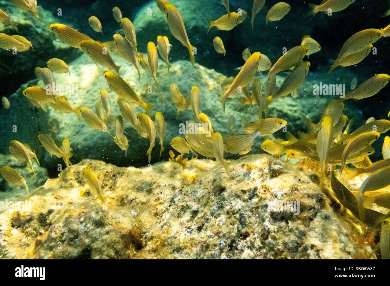 Fotografia subacquea nel Mar Mediterraneo di un salema di pesce porgy (SARPA salpa) noto anche come pesce da sogno o salema o orata di mucca o karanteen o. Foto Stock