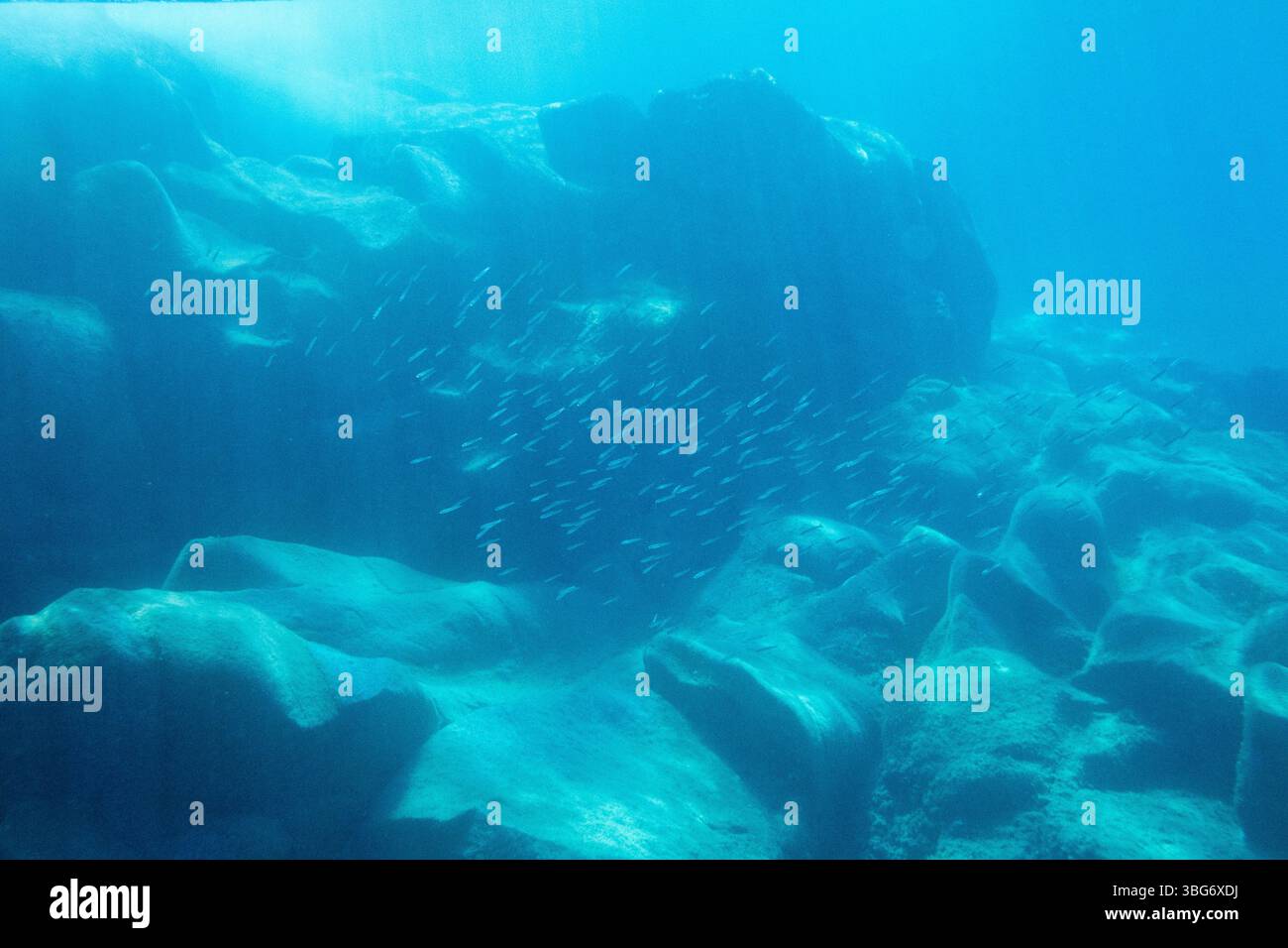 Fotografia subacquea nel Mar Mediterraneo di un pesce pilchardus europeo (Sardina pilchardus) ad Abbartello, nella città di Olmeto, sull'isola di Foto Stock