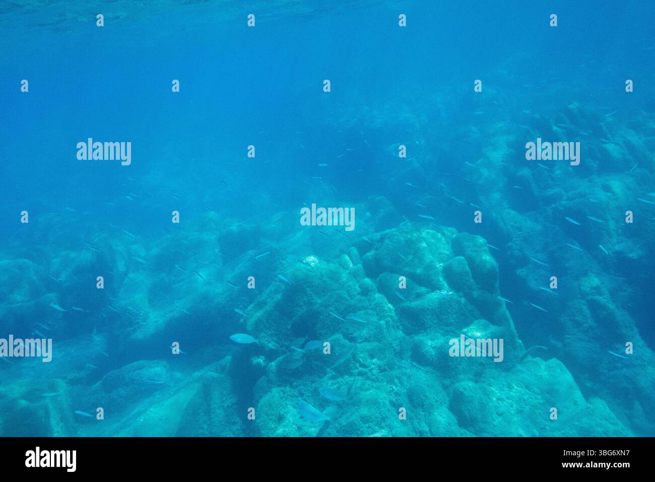 Fotografia subacquea nel Mar Mediterraneo di un pesce pilchardus europeo (Sardina pilchardus) ad Abbartello, nella città di Olmeto, sull'isola di Foto Stock