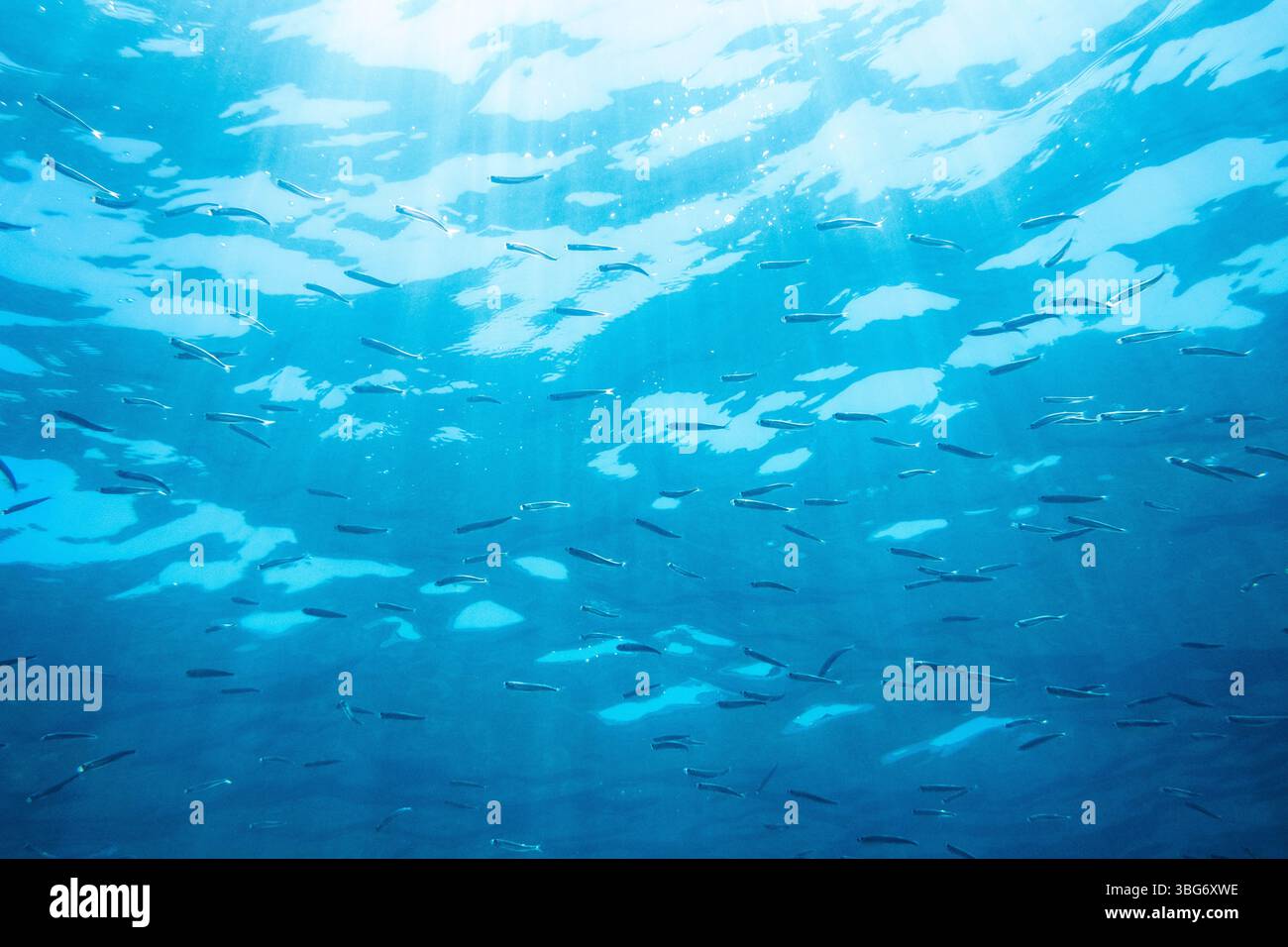 Fotografia subacquea nel Mar Mediterraneo di un pesce pilchardus europeo (Sardina pilchardus) ad Abbartello, nella città di Olmeto, sull'isola di Foto Stock