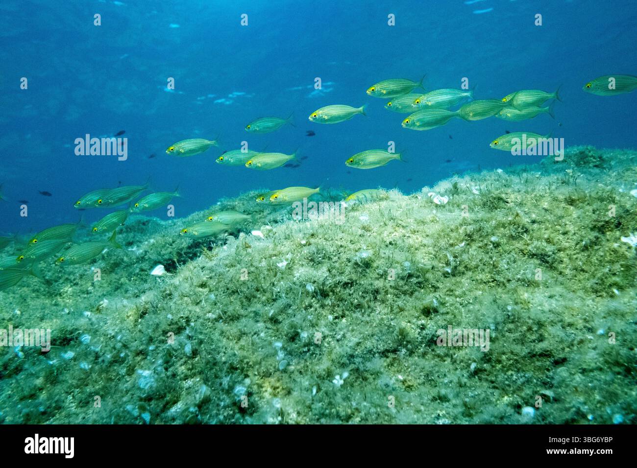 Fotografia subacquea nel Mar Mediterraneo di un salema di pesce porgy (SARPA salpa) noto anche come pesce da sogno o salema o orata di mucca o karanteen o. Foto Stock