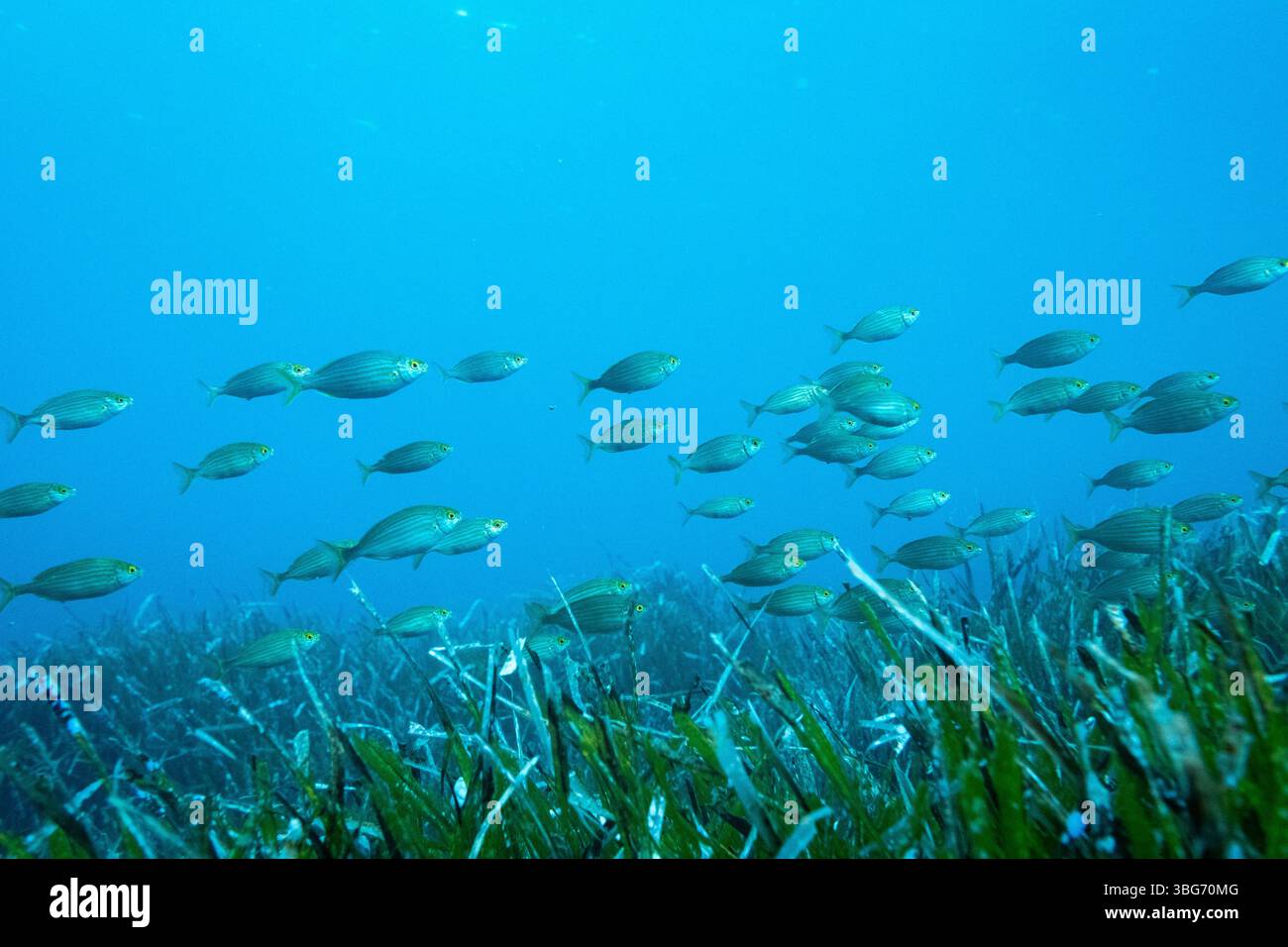 Fotografia subacquea nel Mar Mediterraneo del salema ittico porgy (SARPA salpa) noto anche come pesce da sogno o salema o orata di vacca o karanteen o S Foto Stock
