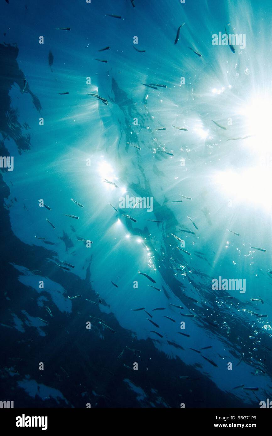 Fotografia subacquea nel Mar Mediterraneo di un pesce pilchardus europeo (Sardina pilchardus) ad Abbartello, nella città di Olmeto, sull'isola di Foto Stock