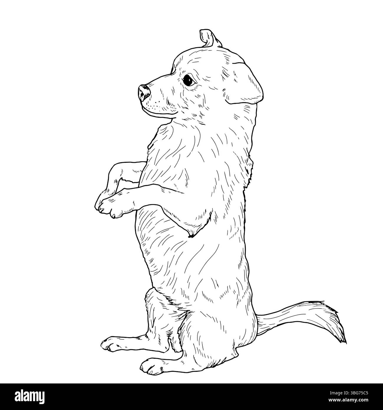 Un piccolo cane domestico è seduto sulle sue zampe posteriori, uno schizzo a inchiostro bianco e nero. Illustrazione vettoriale. Un cane da giro, un cucciolo, isolato su uno sfondo bianco Illustrazione Vettoriale