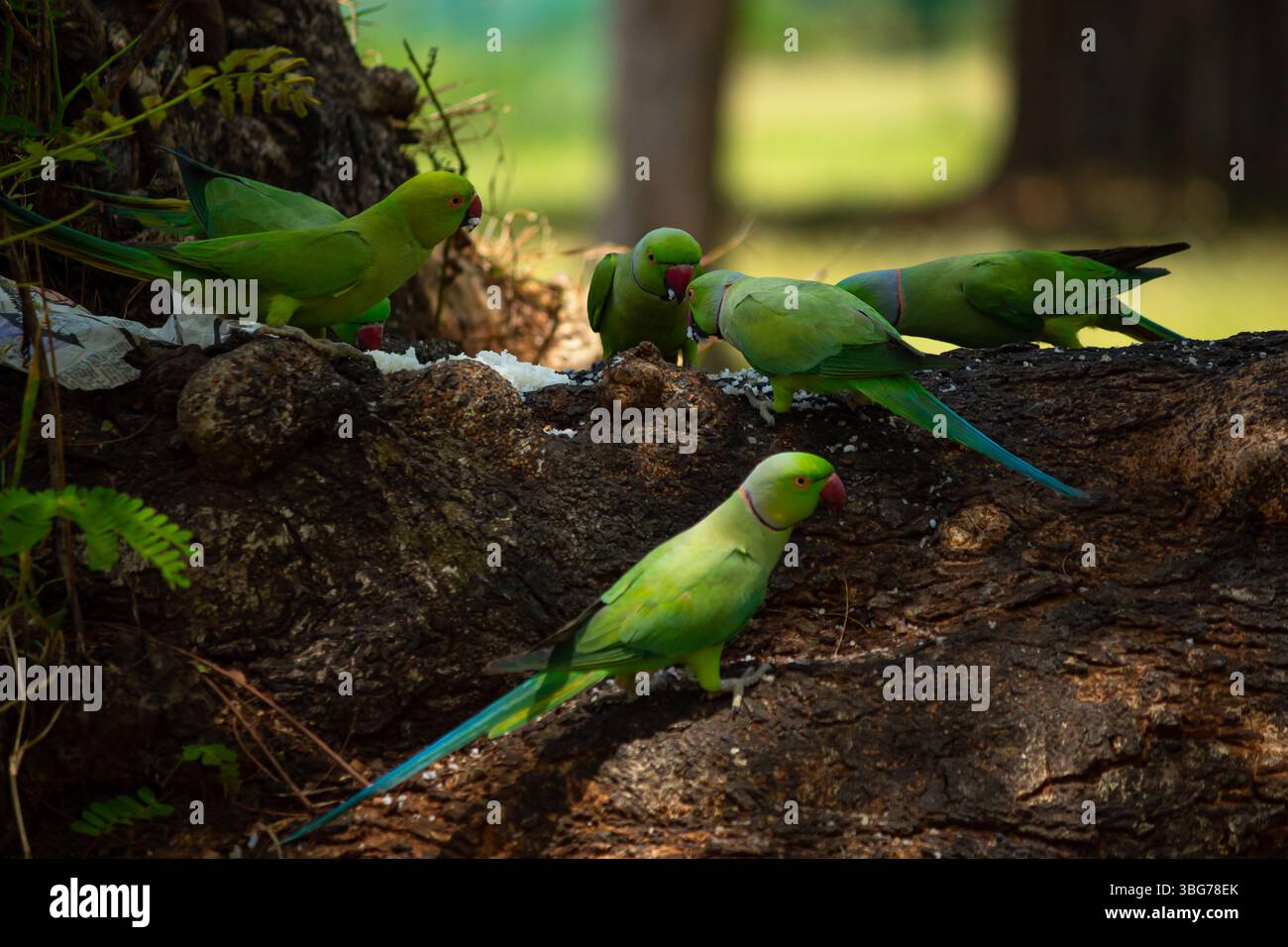 Mazzo di pappagalli indiani che giocano su Tree Bark, India. Foto Stock