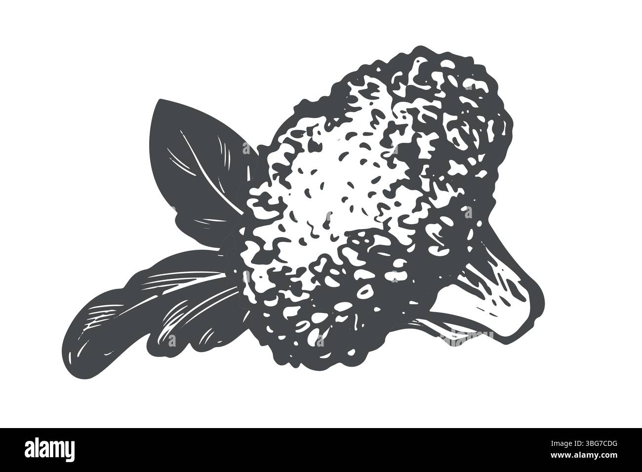 I broccoli giacciono sul tavolo. Schizzo vettoriale di cavolo, pezzi e foglie. Imitazione della vecchia tecnica di incisione. Disegno a inchiostro bianco e nero del cavolfiore su sfondo bianco. Illustrazione Vettoriale