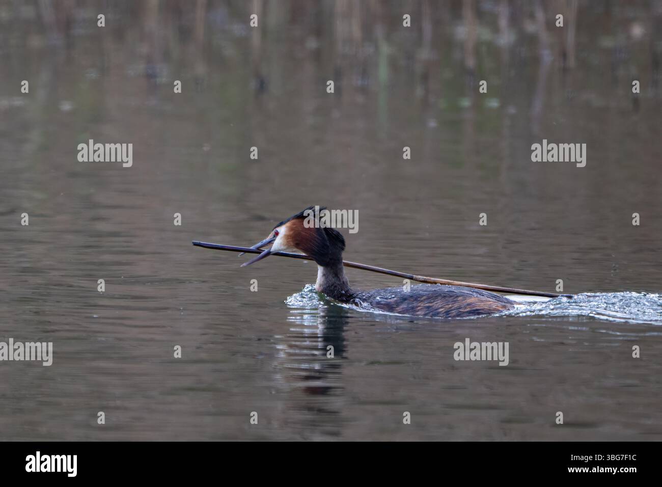 Grebe con grande cresta, Podiceps cristatus, raccolta del materiale di annidamento Foto Stock