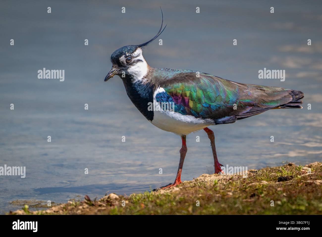 Lapwing, Vanellus vanellus, con un piumaggio irridescente al sole Foto Stock