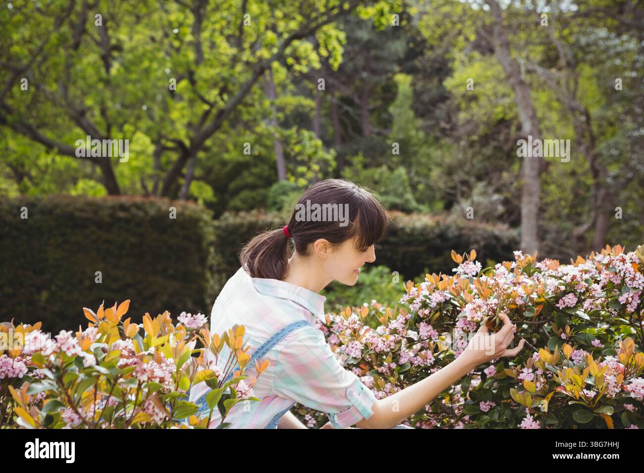 Giardiniere che si appoggia su arbusti rosa in fiore nel cortile che toccano i gruppi vicino a siepi e alberi Foto Stock