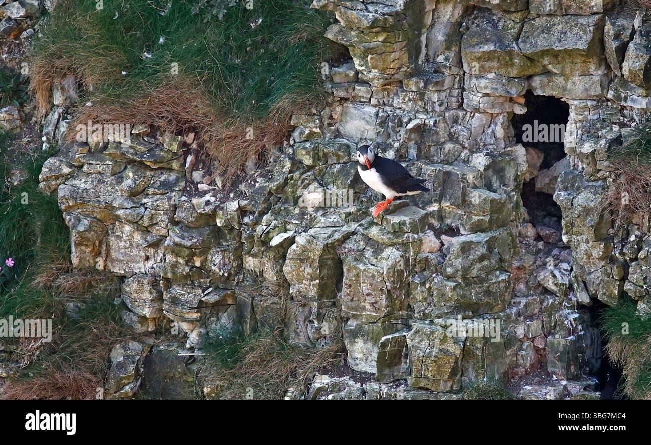 Pulcino Atlantico arroccato su una scogliera Foto Stock