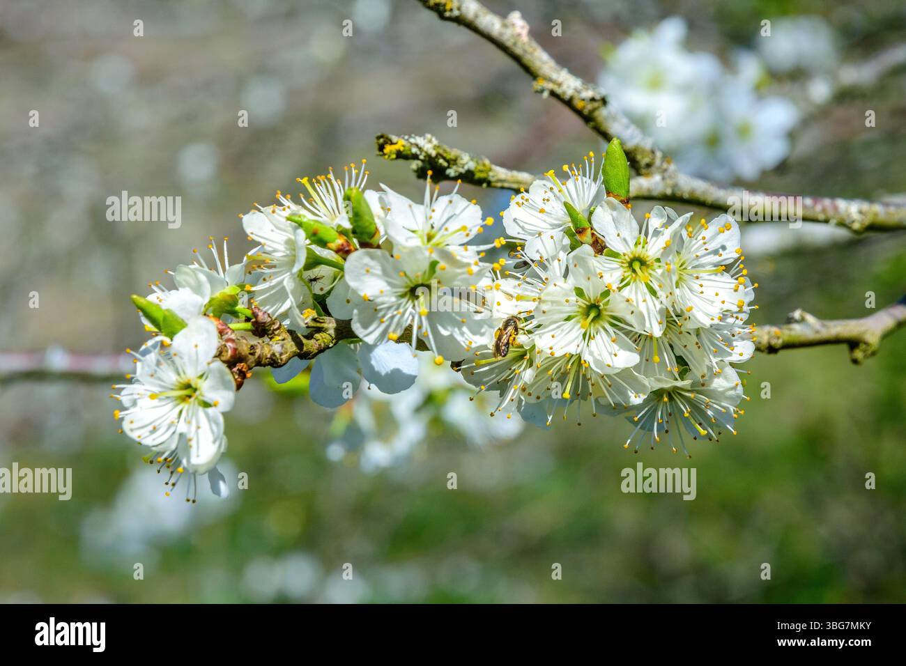 La prugna bianca Mirabelle fiorisce all'inizio della primavera - Francia centrale. Foto Stock