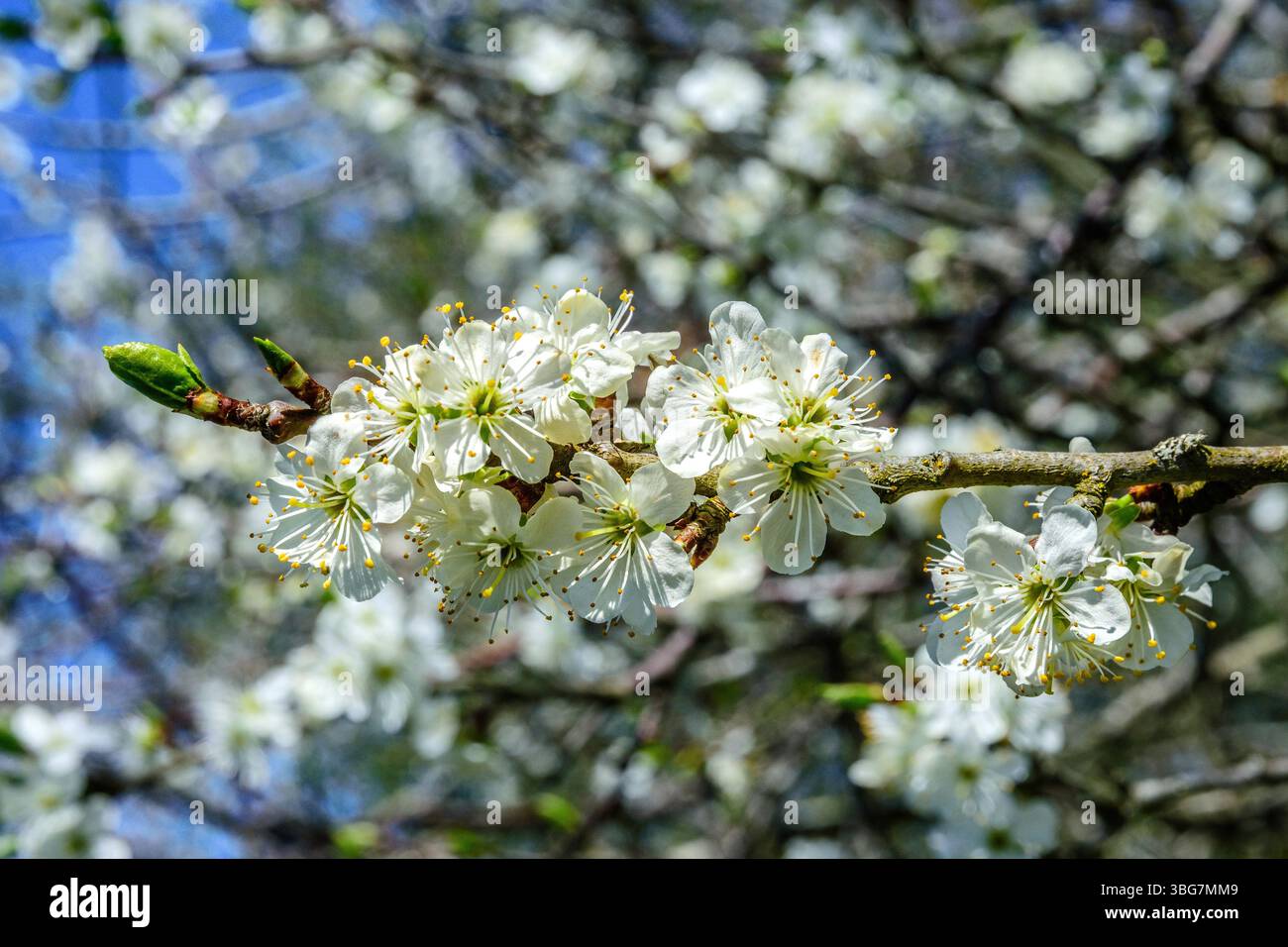 La prugna bianca Mirabelle fiorisce all'inizio della primavera - Francia centrale. Foto Stock
