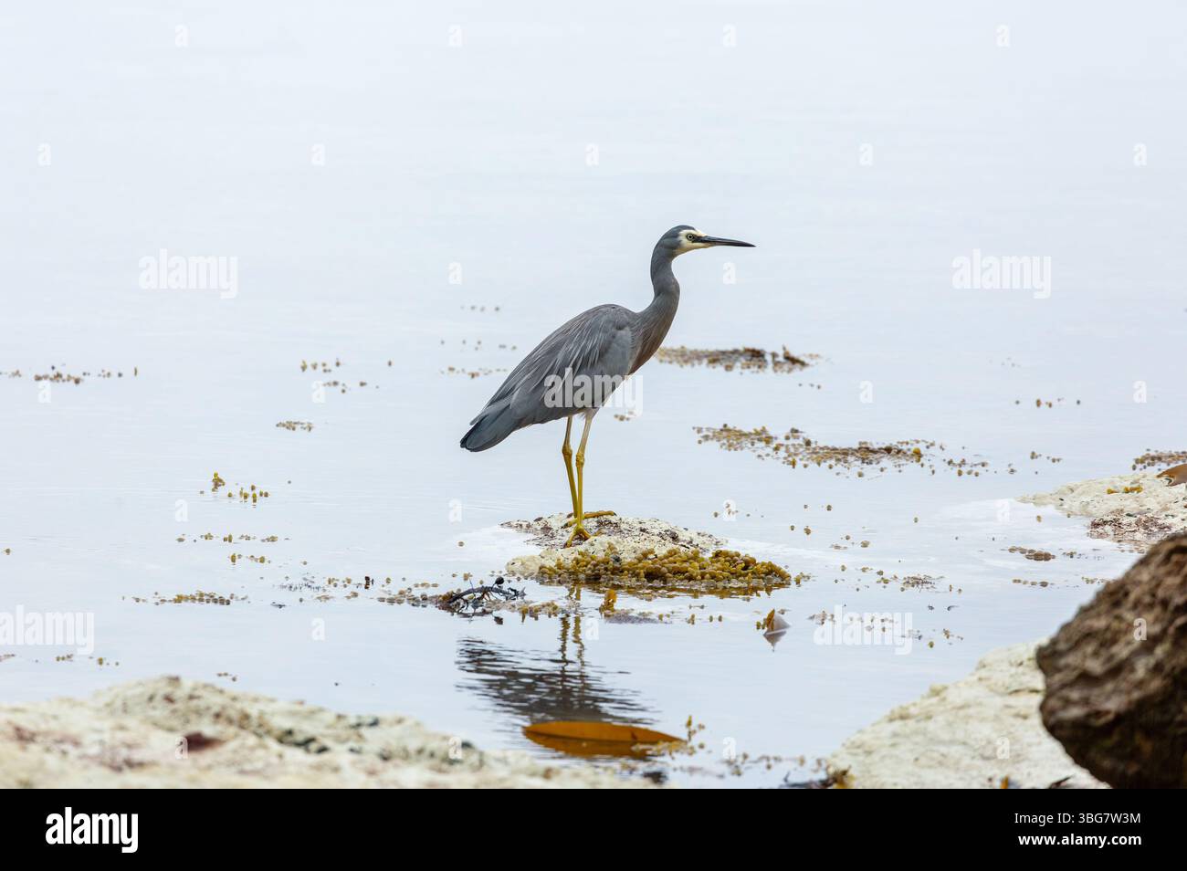 Airone bianco Egretta novaehollandiae, penisola di Kaikoura, Isola del Sud, nuova Zelanda Foto Stock