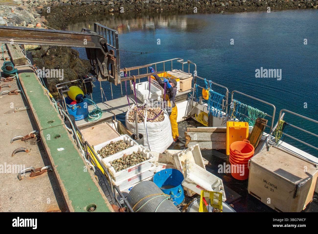 Fresco cucciolo comune sbarcato al molo di Collafirth, nelle Shetland, che mostra l'industria della pesca locale e le tradizioni costiere. Foto Stock