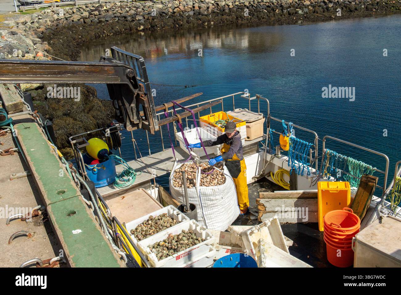 Fresco cucciolo comune sbarcato al molo di Collafirth, nelle Shetland, che mostra l'industria della pesca locale e le tradizioni costiere. Foto Stock
