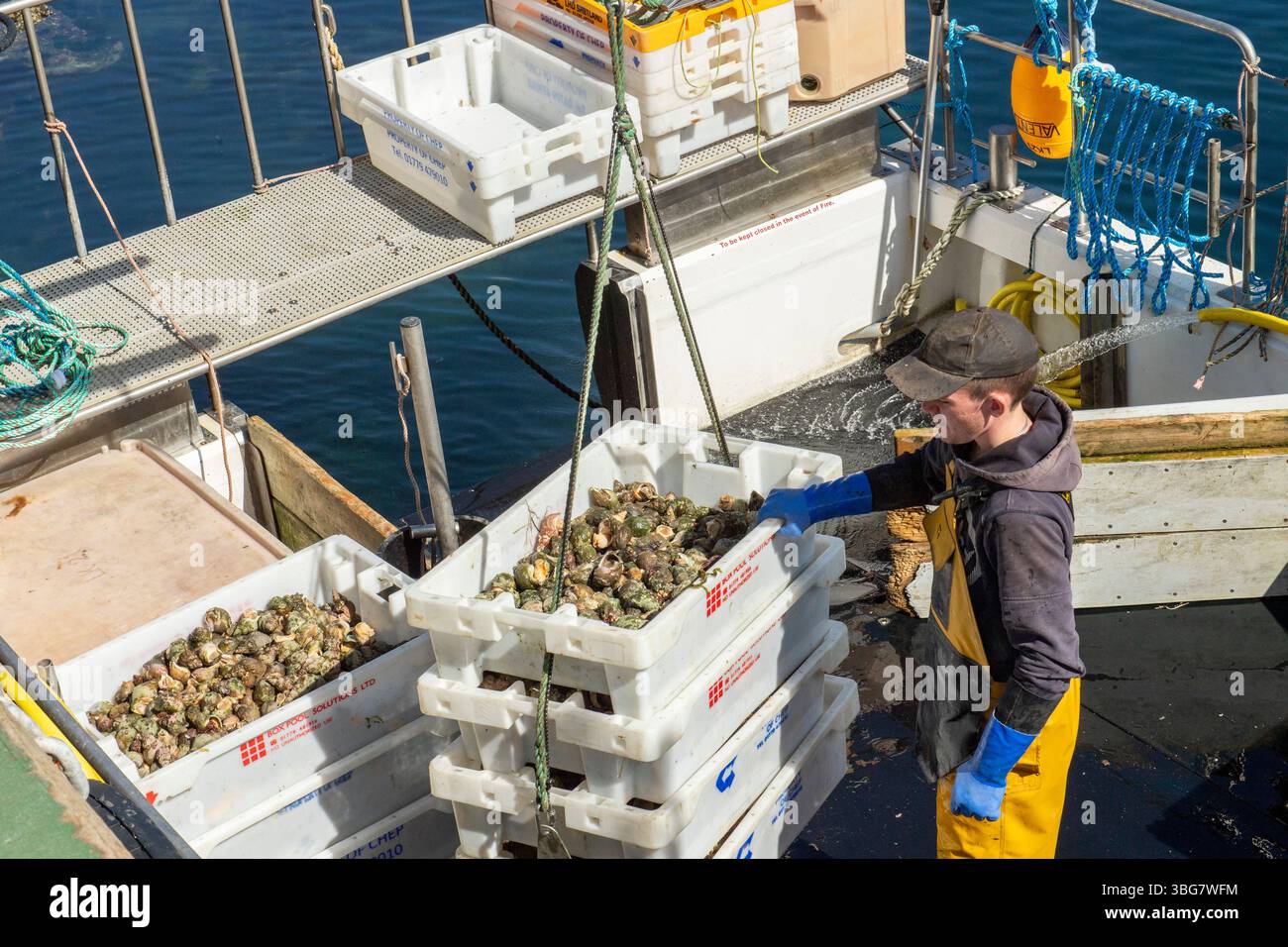 Fresco cucciolo comune sbarcato al molo di Collafirth, nelle Shetland, che mostra l'industria della pesca locale e le tradizioni costiere. Foto Stock