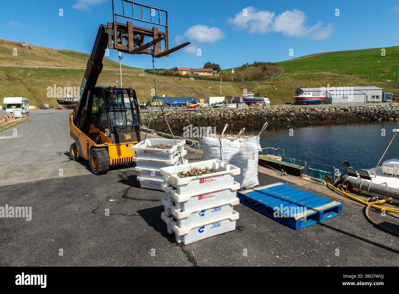 Fresco cucciolo comune sbarcato al molo di Collafirth, nelle Shetland, che mostra l'industria della pesca locale e le tradizioni costiere. Foto Stock