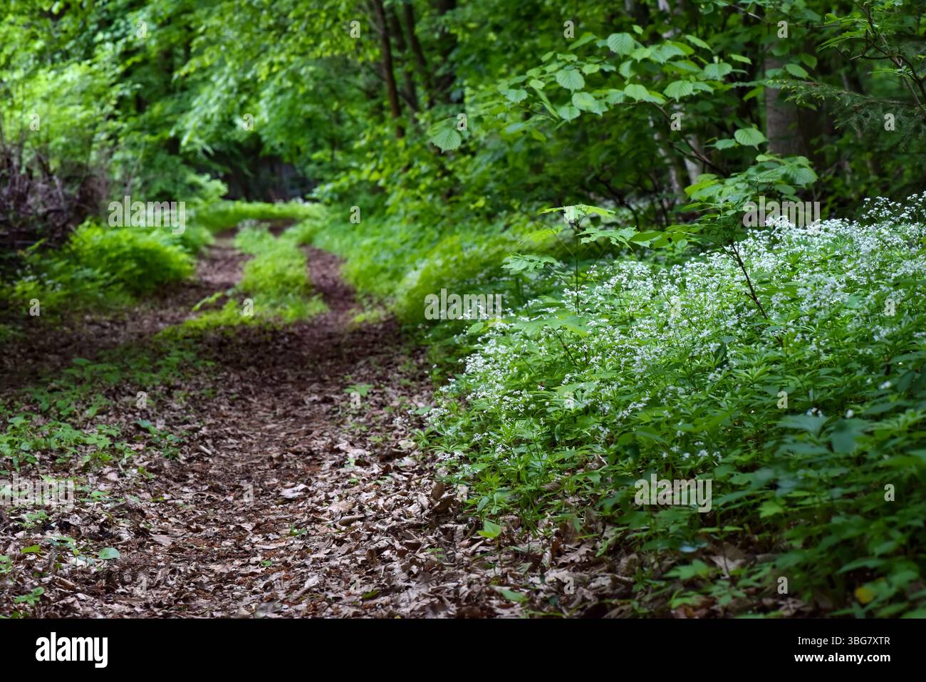 Bedstraw, noto anche come bosco dolce (Galium odoratum) con piccoli fiori bianchi e foglie verdi orlate in una foresta ombreggiata in primavera Foto Stock