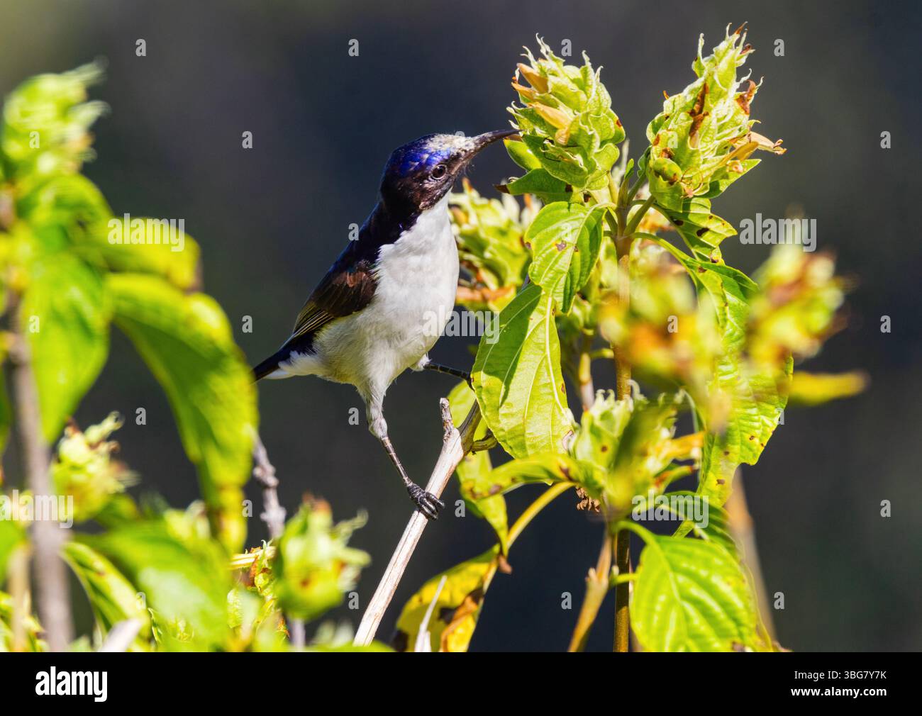 Un uccello di sole con dorso di viola orientale si nutre del nettare di un cespuglio di Anisotes. Nel processo trasportano polline da una cespugliola a una cespuglio aiutando l'impollinazione Foto Stock