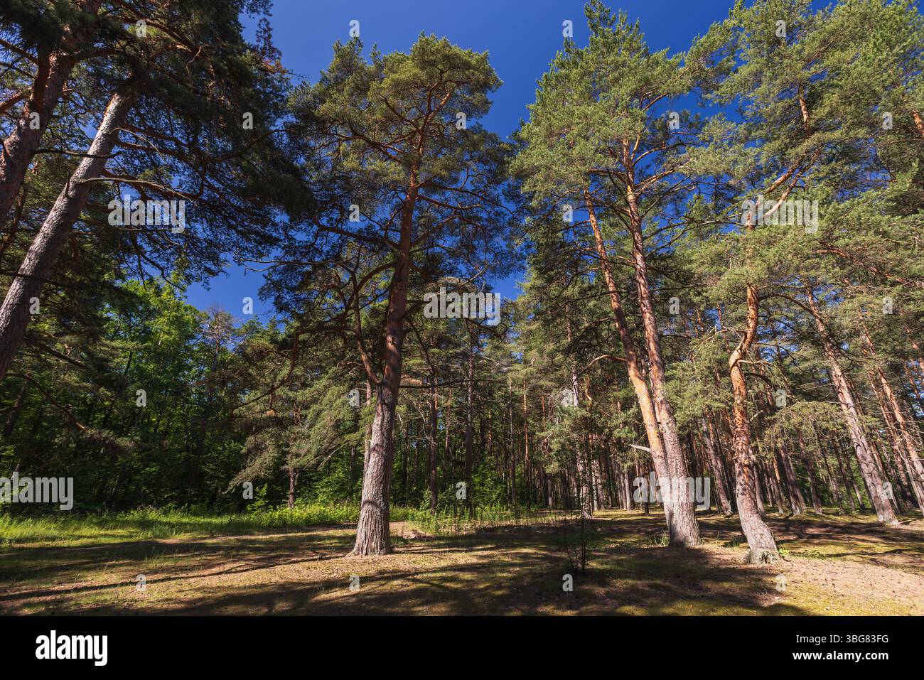 Vista sulla foresta di conifere in un giorno d'estate soleggiato. Foto di paesaggi con pini sotto un cielo azzurro Foto Stock