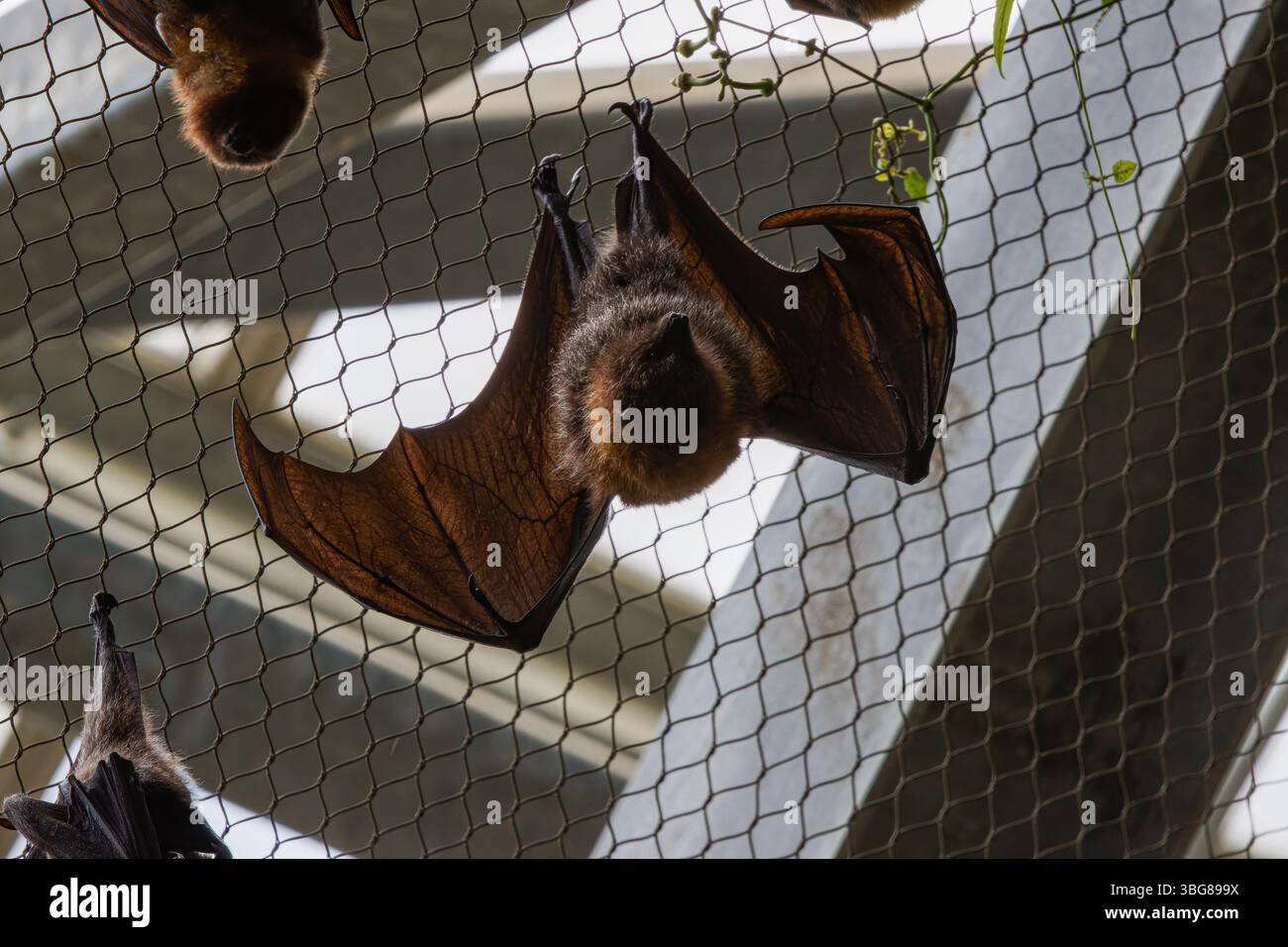 Zooparc de Beauval, Francia - 23.5,2025: La volpe volante di Rodrigues o pipistrello della frutta di Rodrigues (Pteropus rodricensis) Foto Stock