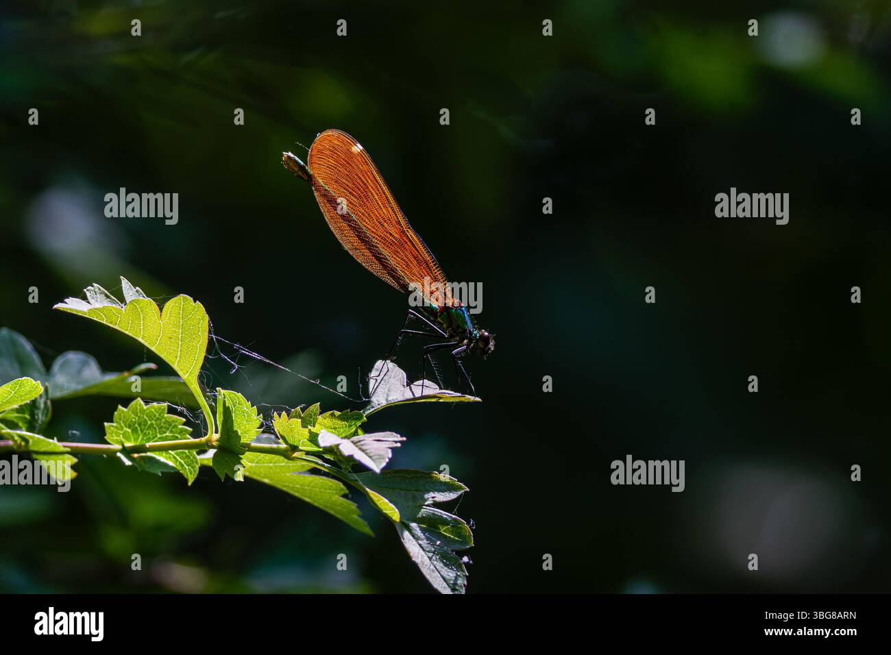 Primo piano di una libellula con le sue ali arancioni, arroccate su foglie verdi su sfondo scuro. Foto Stock