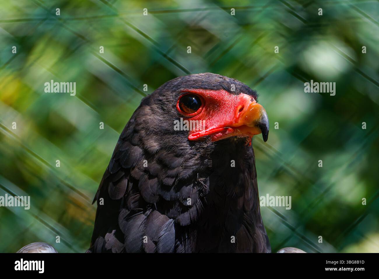 Primo piano di un'aquila bateleur con un viso rosso brillante e un becco acuto su sfondo verde sfocato. Anche il bateleur, Terathopius ecaudatus), conosciuto Foto Stock
